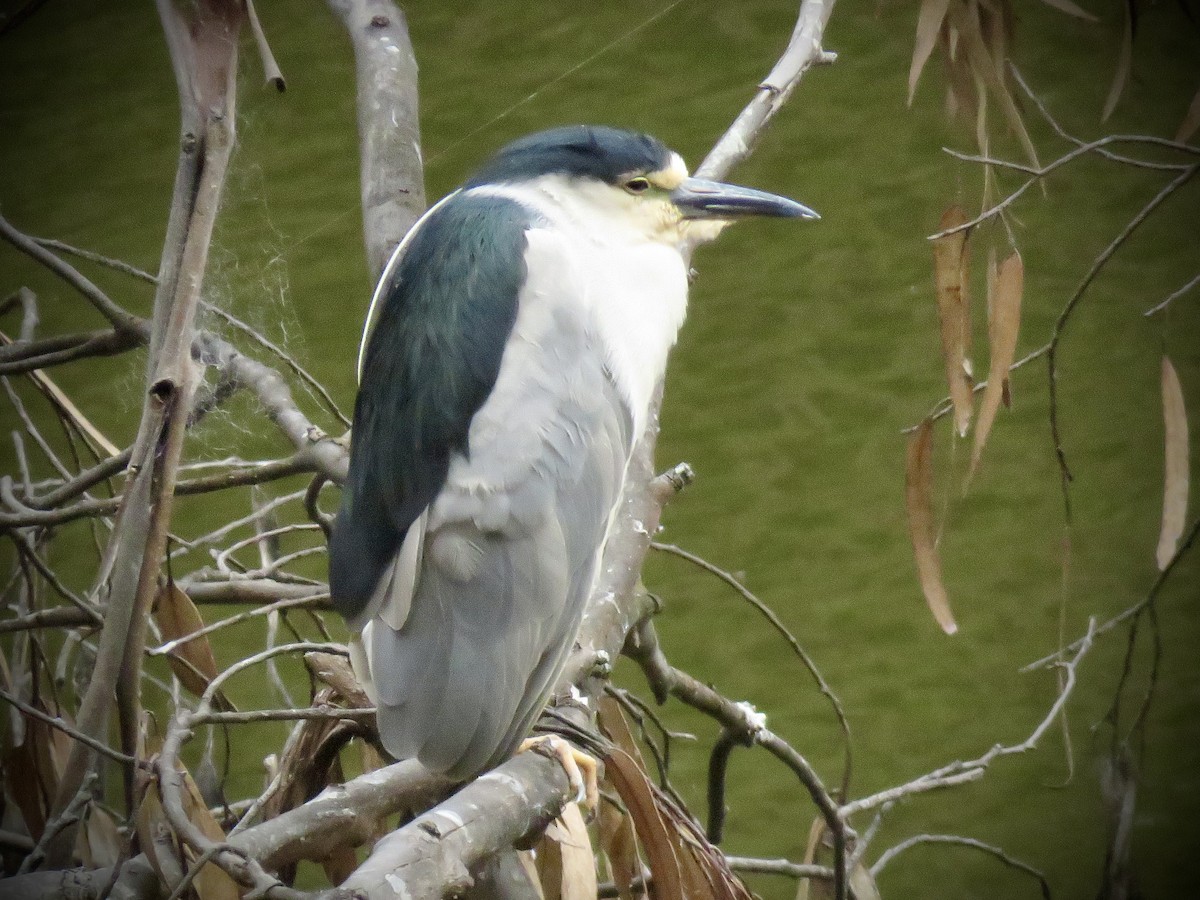 Black-crowned Night Heron - ML622148718