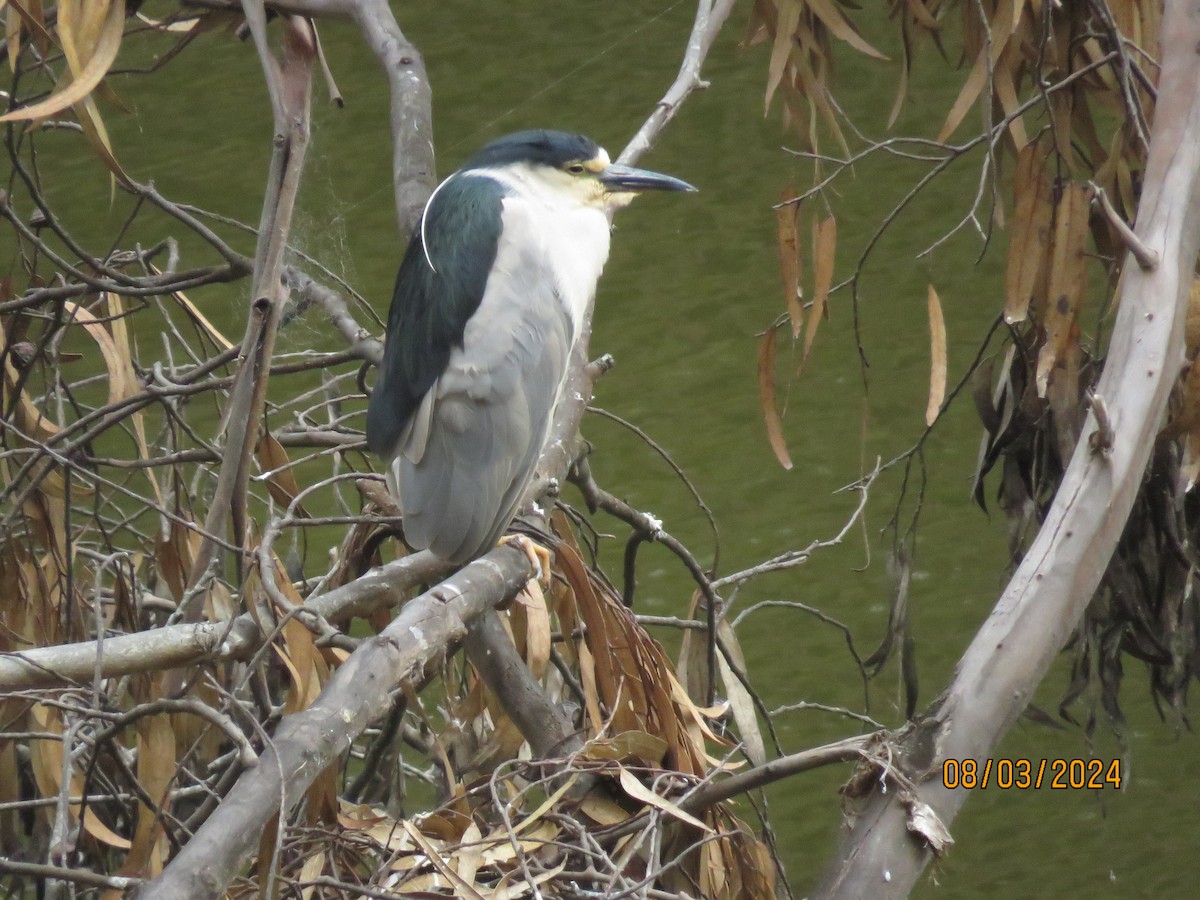 Black-crowned Night Heron - ML622148719