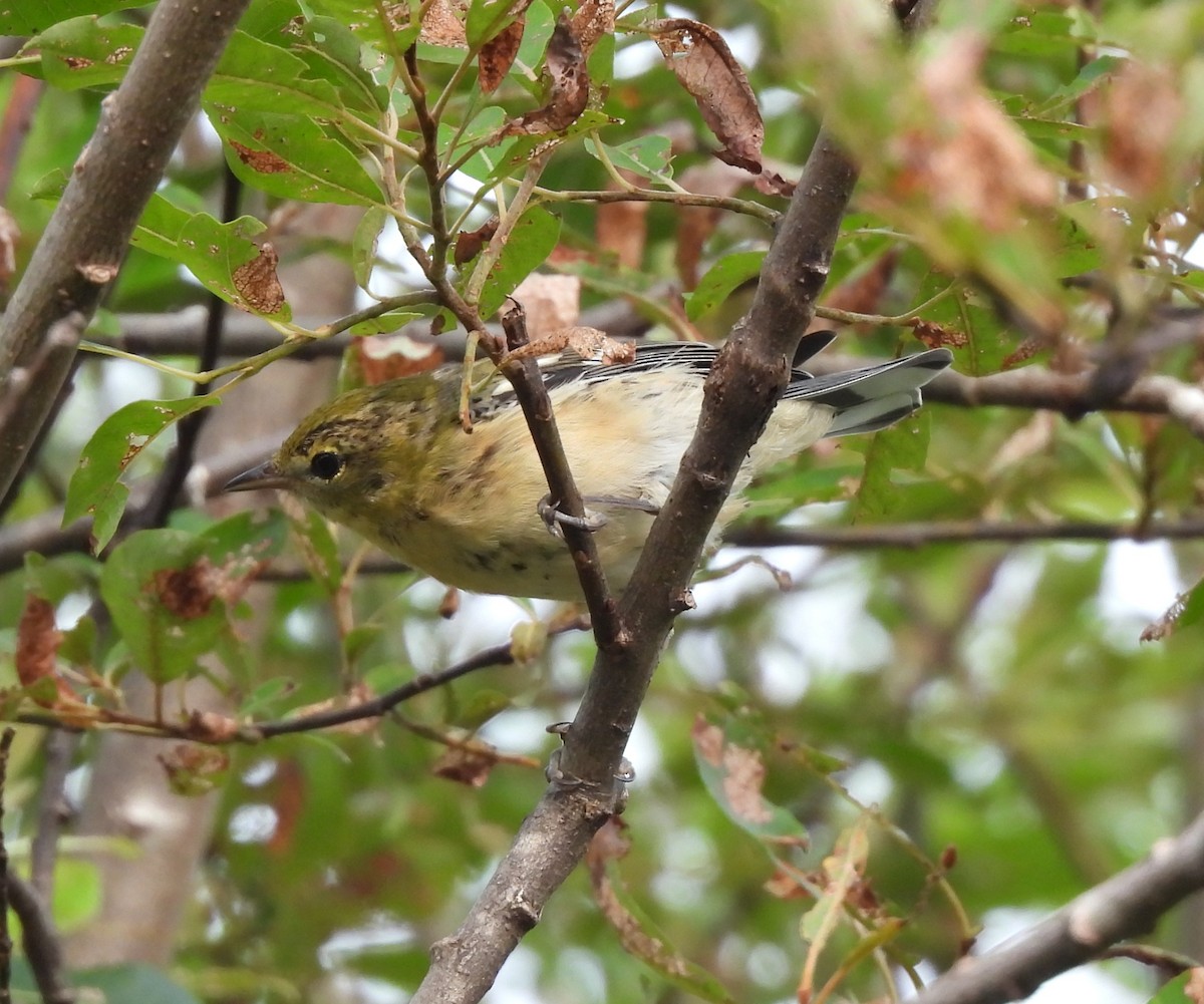 Bay-breasted Warbler - ML622148729