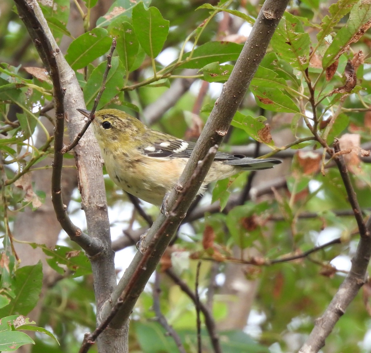 Bay-breasted Warbler - ML622148730