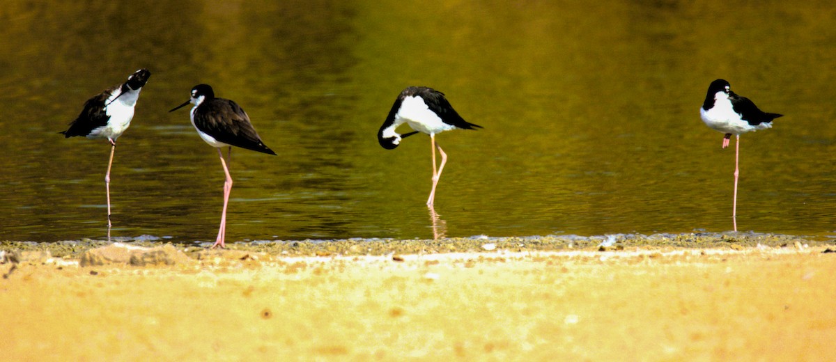 Black-necked Stilt - ML622148731