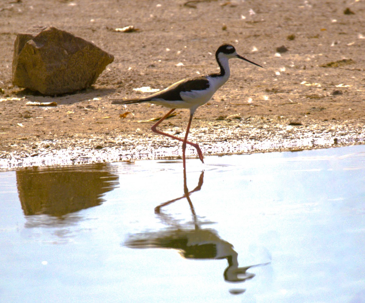 Black-necked Stilt - ML622148732