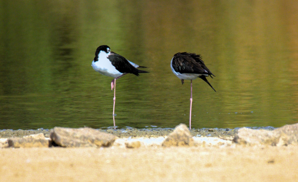 Black-necked Stilt - ML622148733