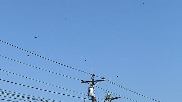 Plumbeous Kite - ML622148734