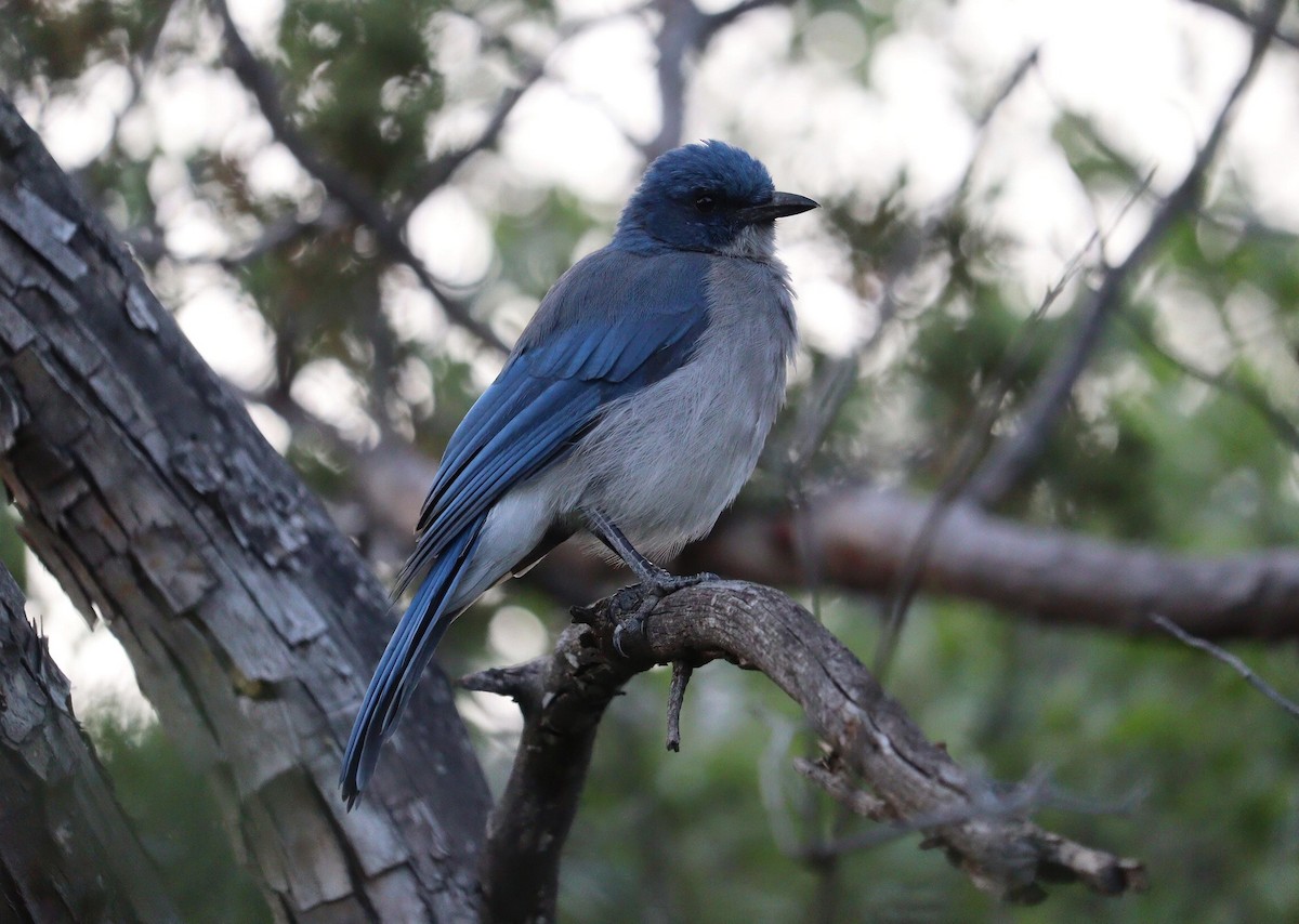 Ash-throated Flycatcher - ML622148735