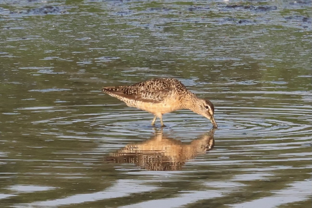 Long-billed Dowitcher - ML622148741