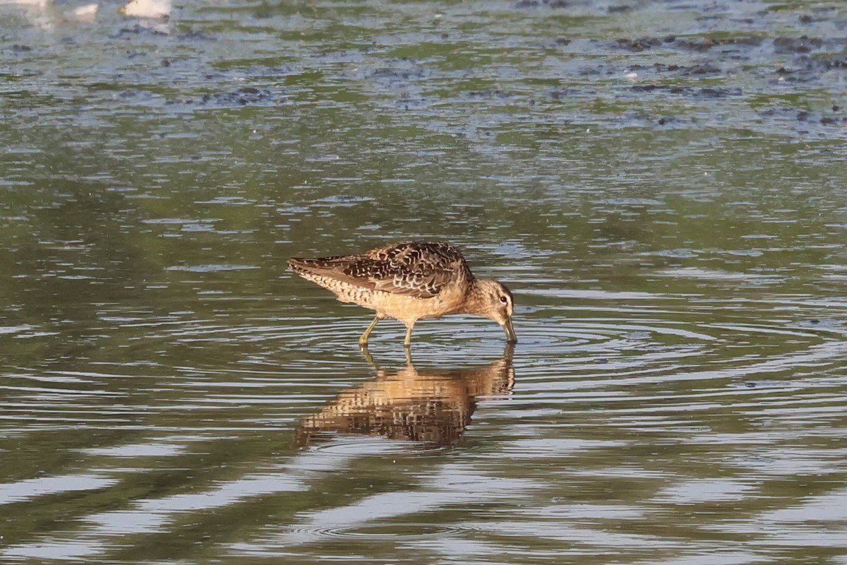 Long-billed Dowitcher - ML622148742