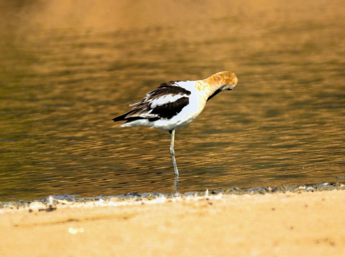 American Avocet - ML622148743