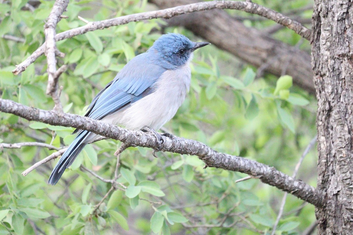 Mexican Jay - Pete Shen