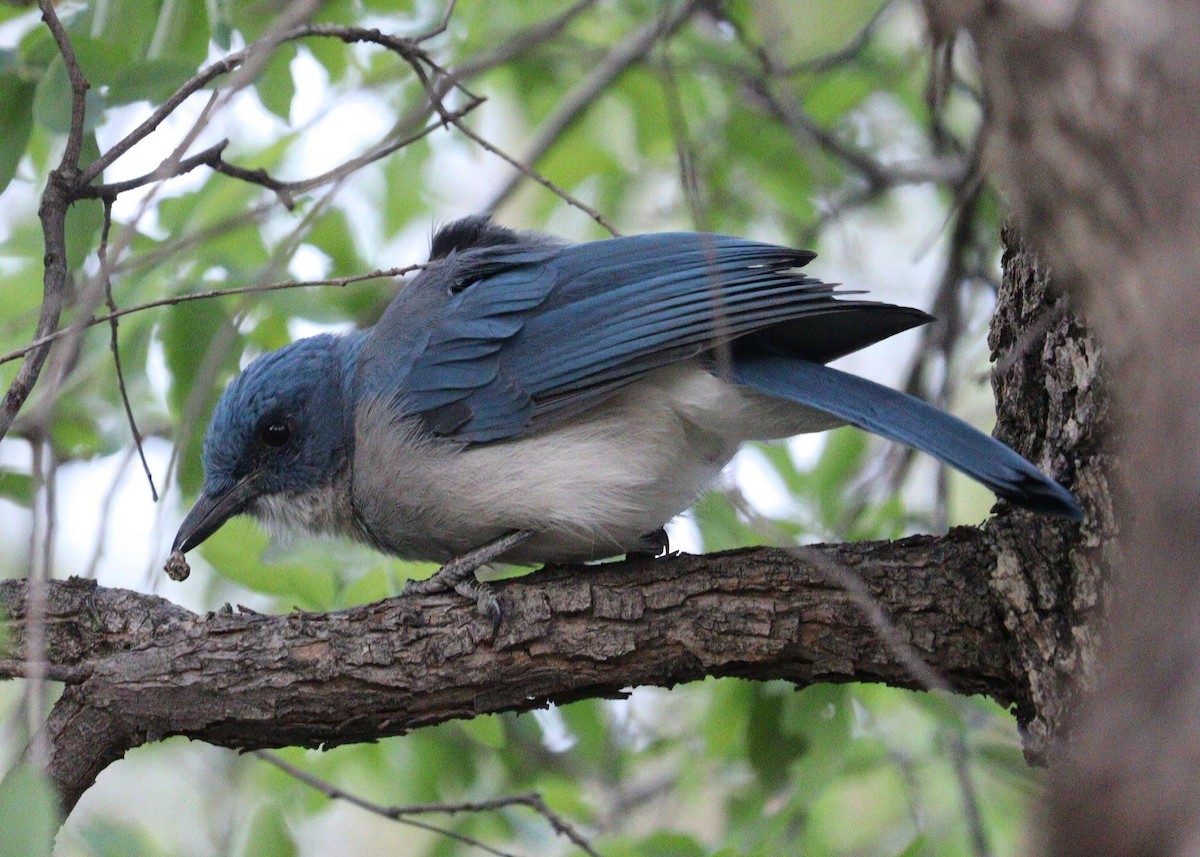 Ash-throated Flycatcher - ML622148745