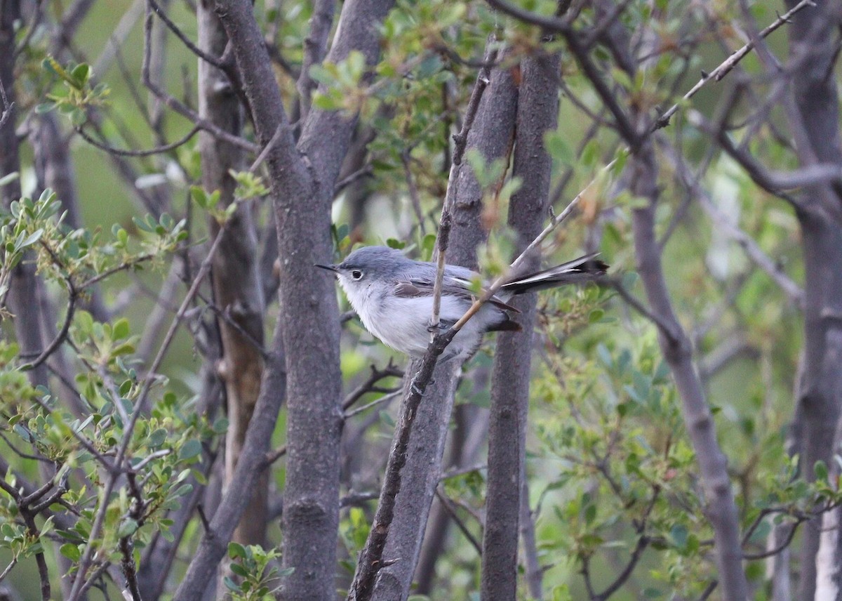 Blue-gray Gnatcatcher - ML622148753