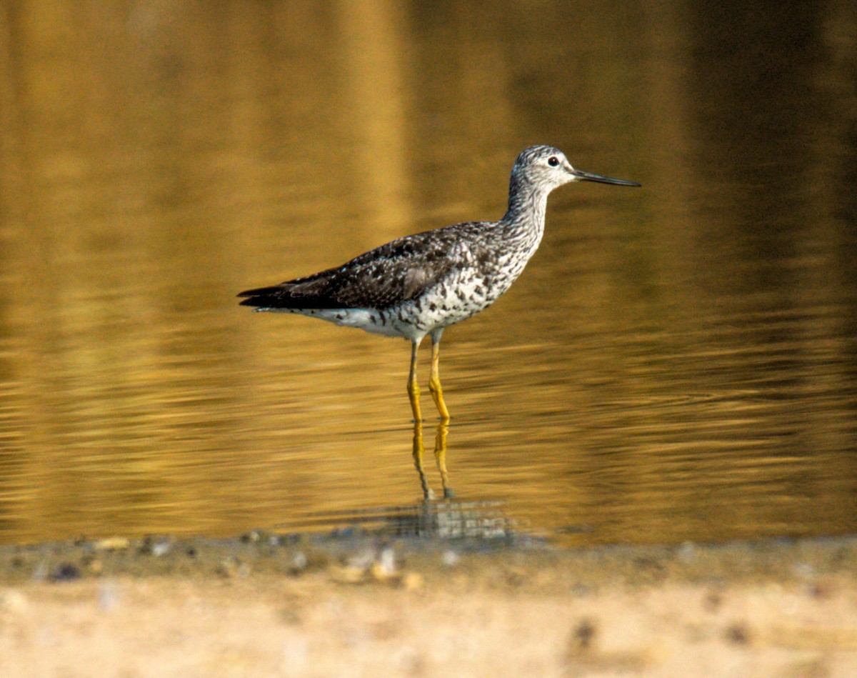 Greater Yellowlegs - ML622148754