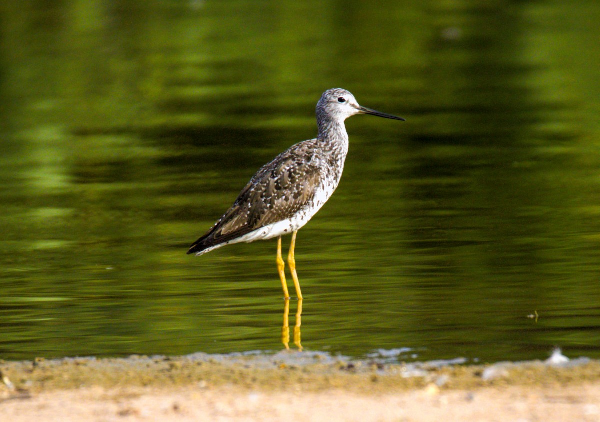 Greater Yellowlegs - Don Carney