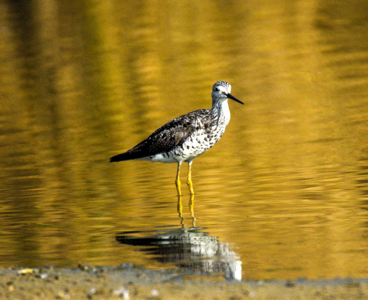 Greater Yellowlegs - ML622148756