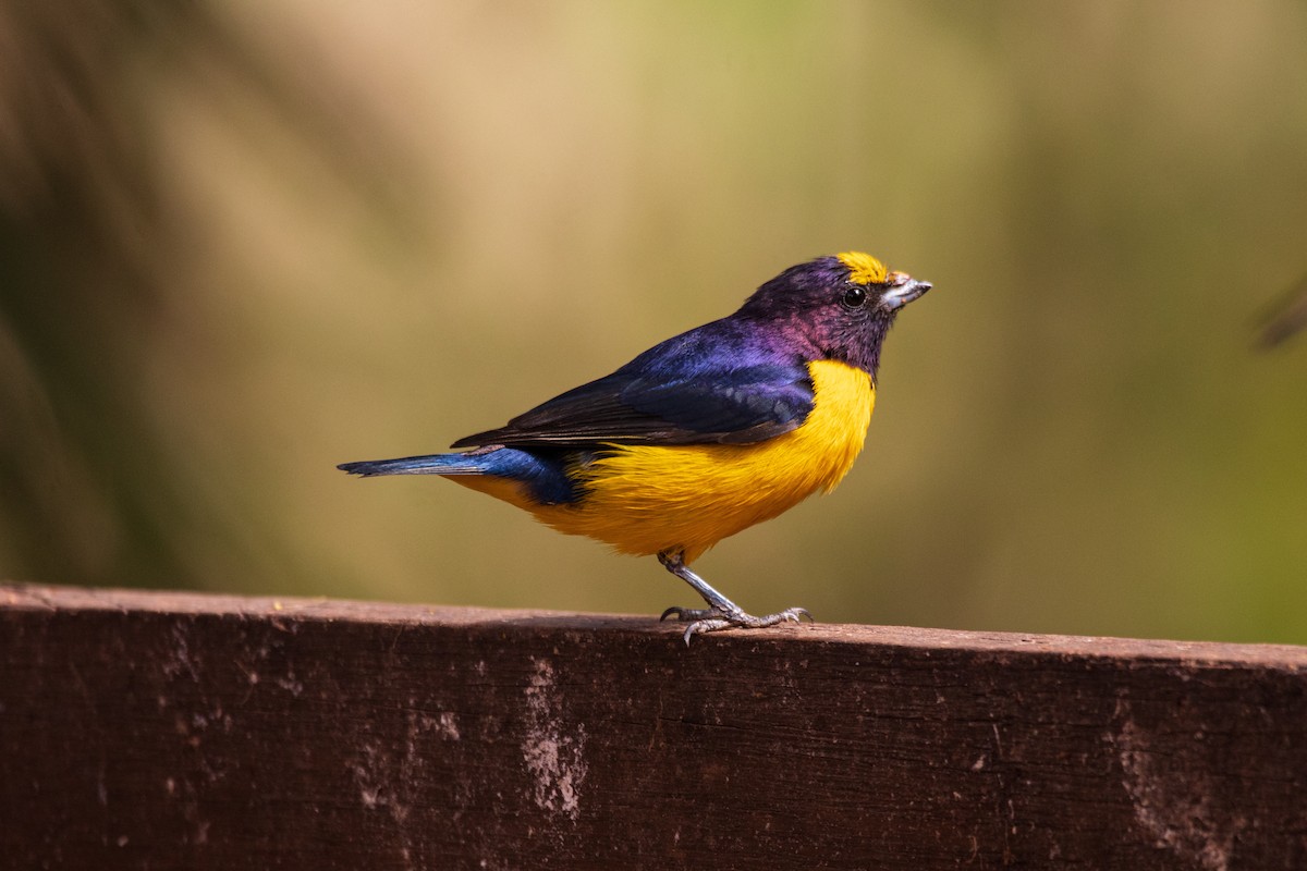 Purple-throated Euphonia - ML622148757