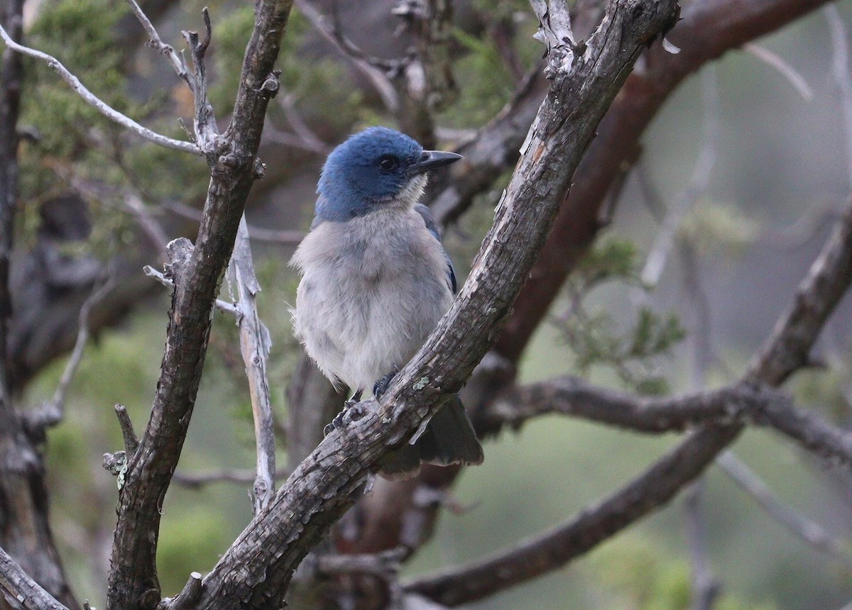 Mexican Jay - ML622148758