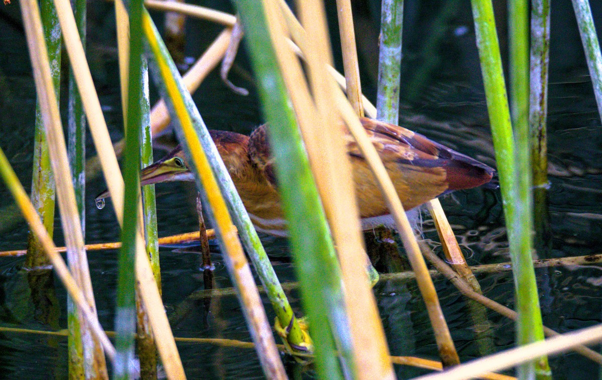 Least Bittern - ML622148759