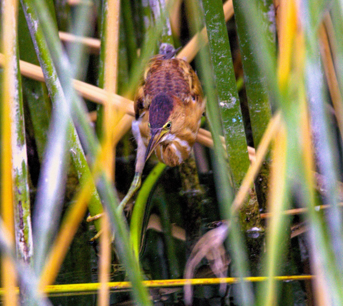 Least Bittern - ML622148760