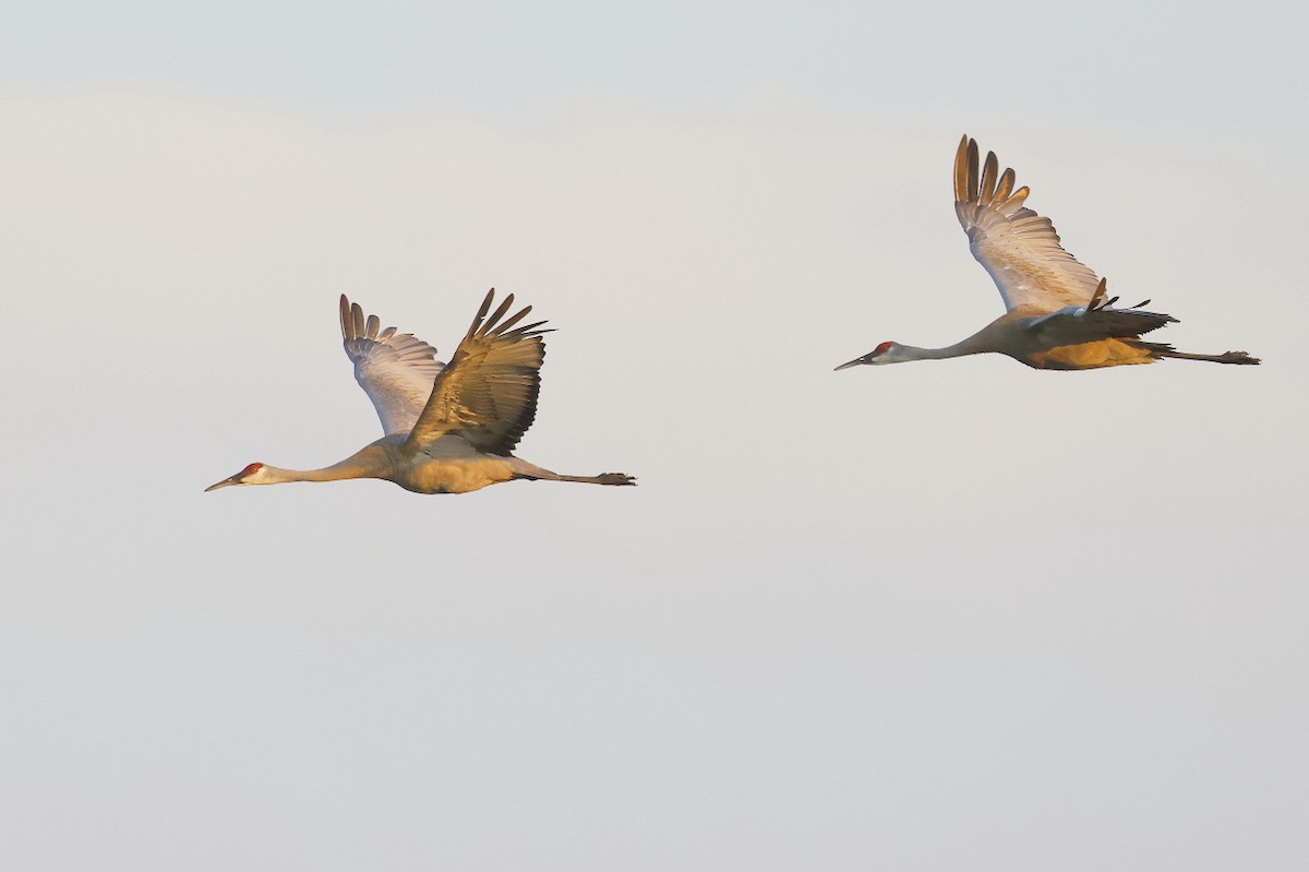 Sandhill Crane - ML622148761