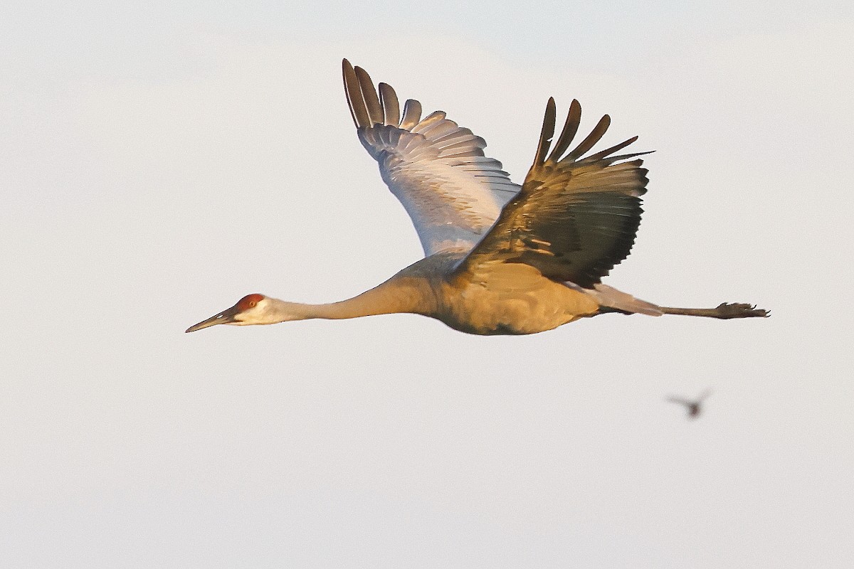 Sandhill Crane - ML622148762