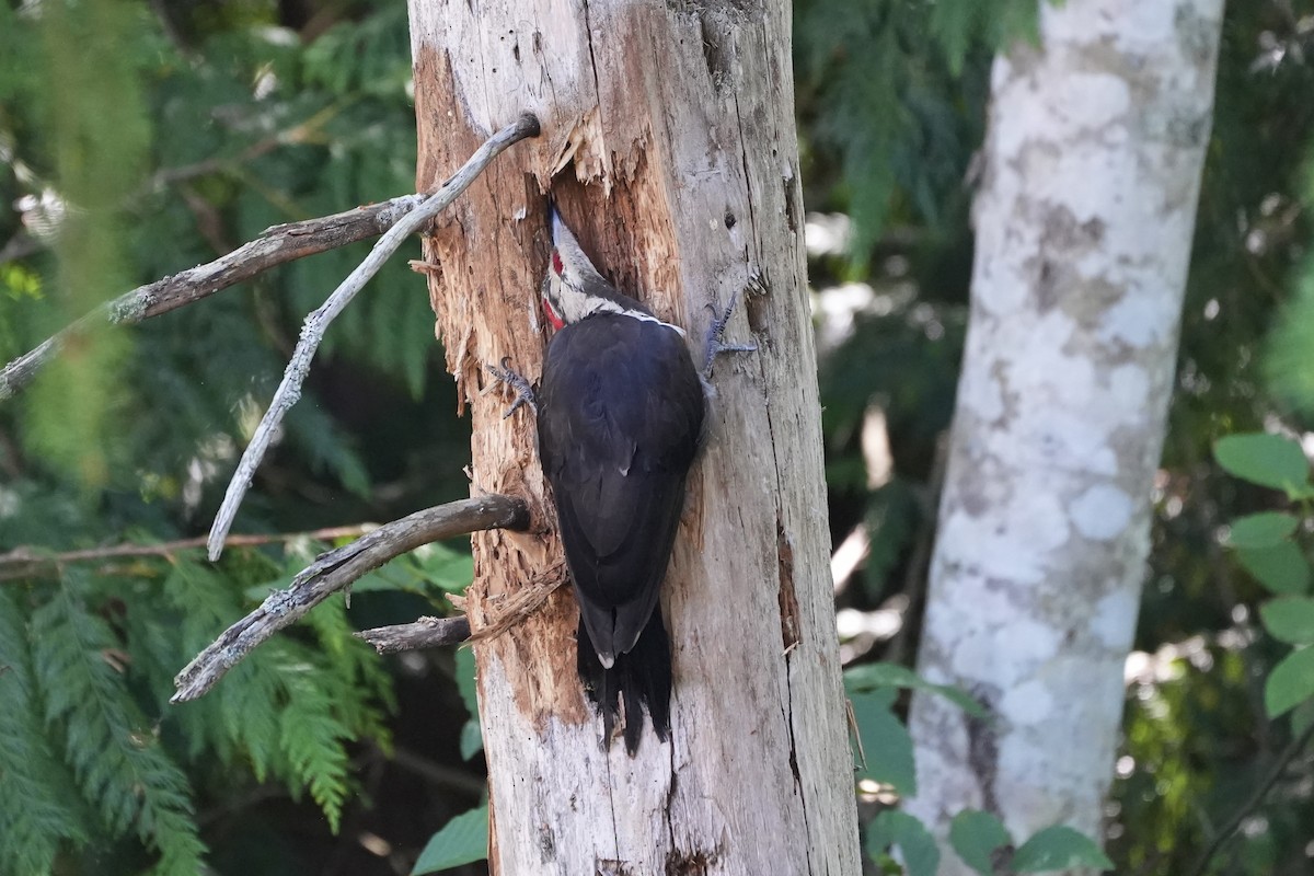 Pileated Woodpecker - ML622148764