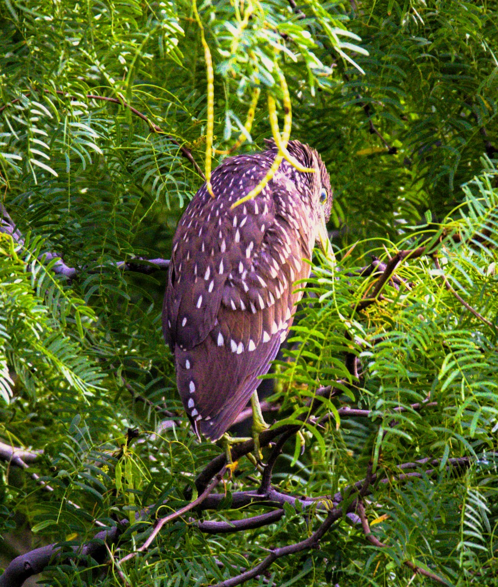 Black-crowned Night Heron - ML622148767