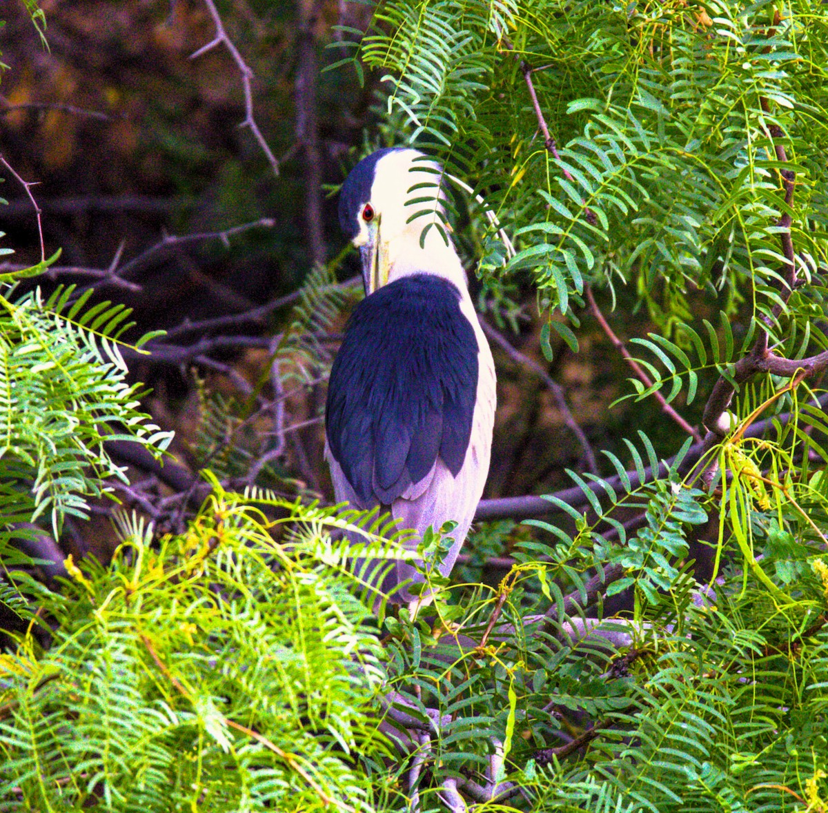 Black-crowned Night Heron - ML622148768