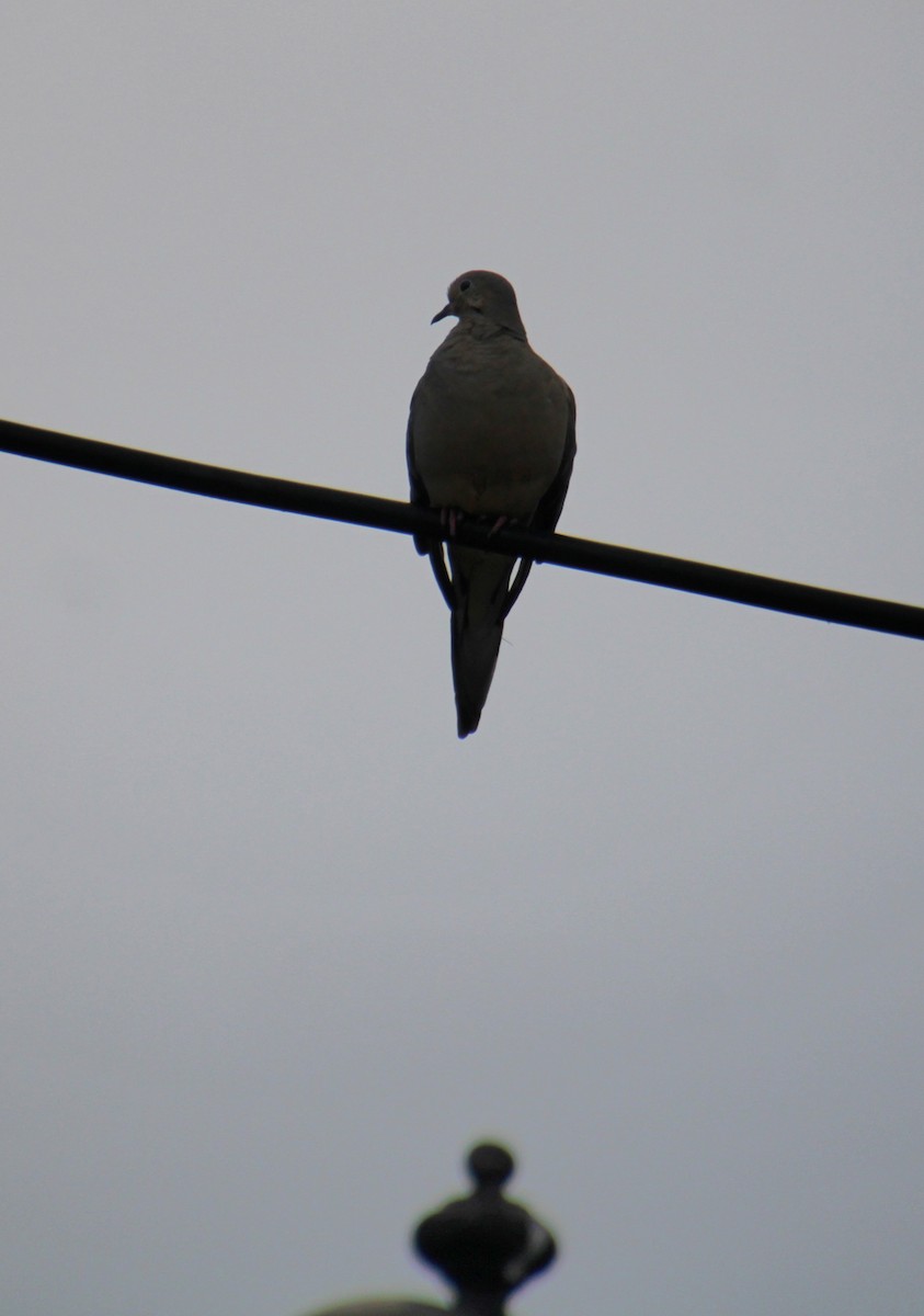 Mourning Dove - ML622148831