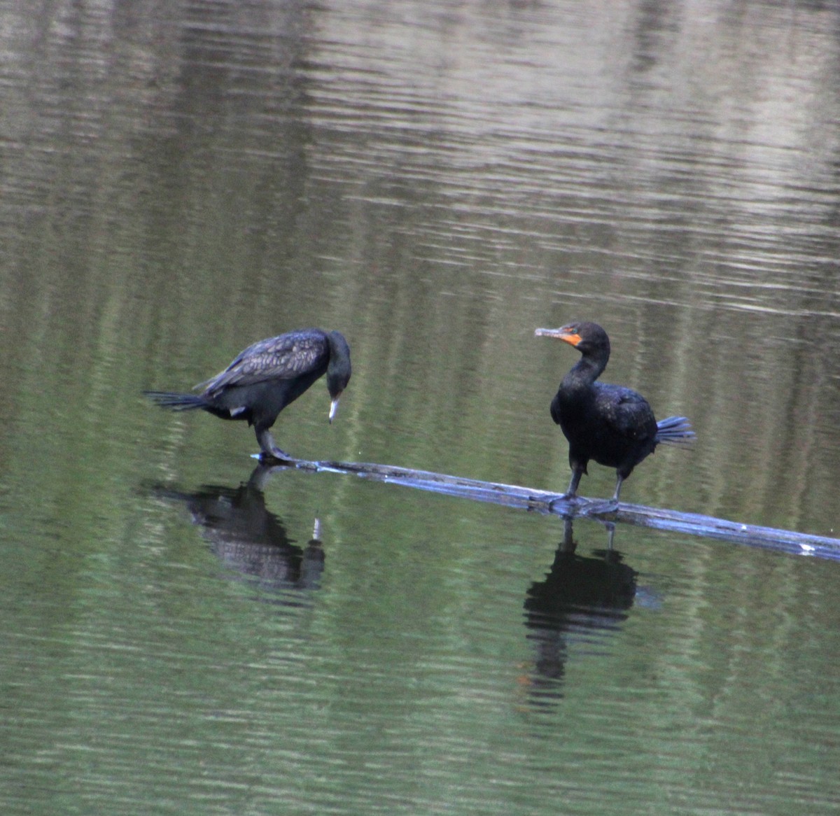 Cormorán Orejudo - ML622148865