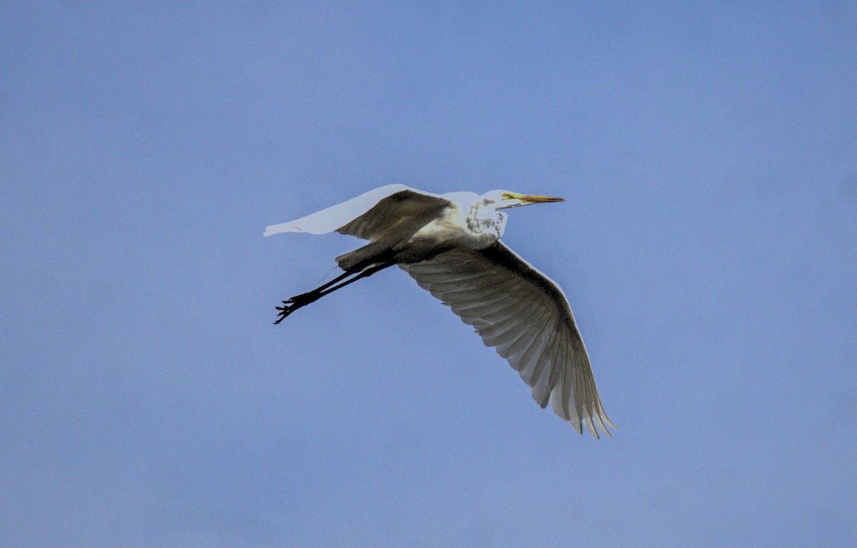 Great Egret - Don Carney