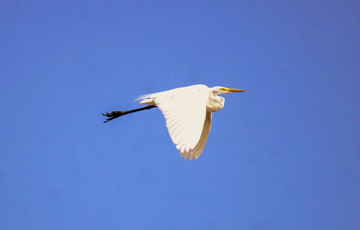 Great Egret - Don Carney