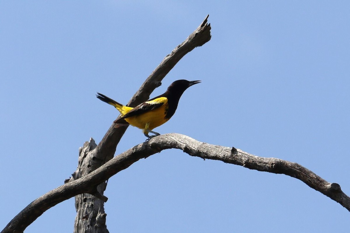 Scott's Oriole - Pete Shen