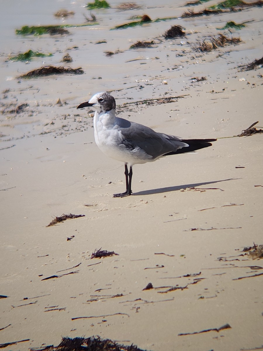 Gaviota Guanaguanare - ML622148876