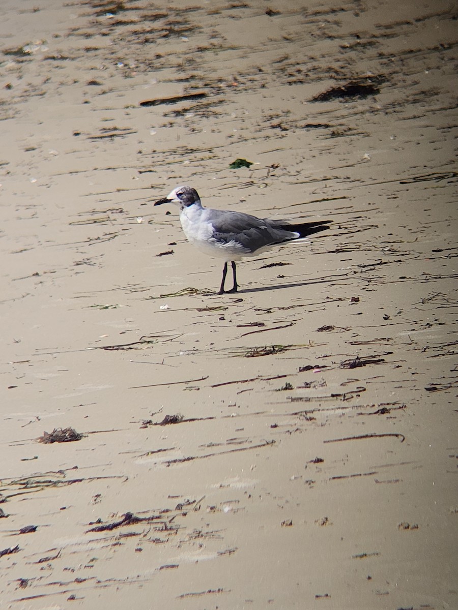 Gaviota Guanaguanare - ML622148877