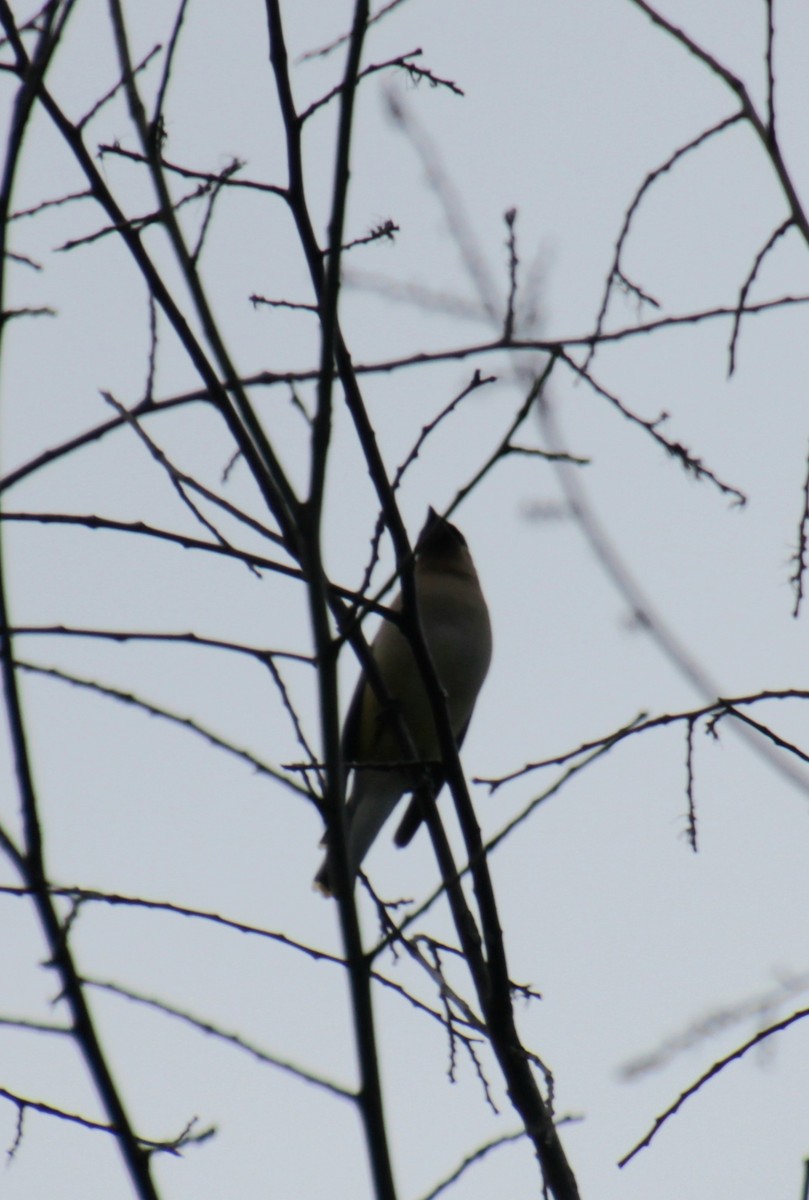 Cedar Waxwing - Samuel Harris