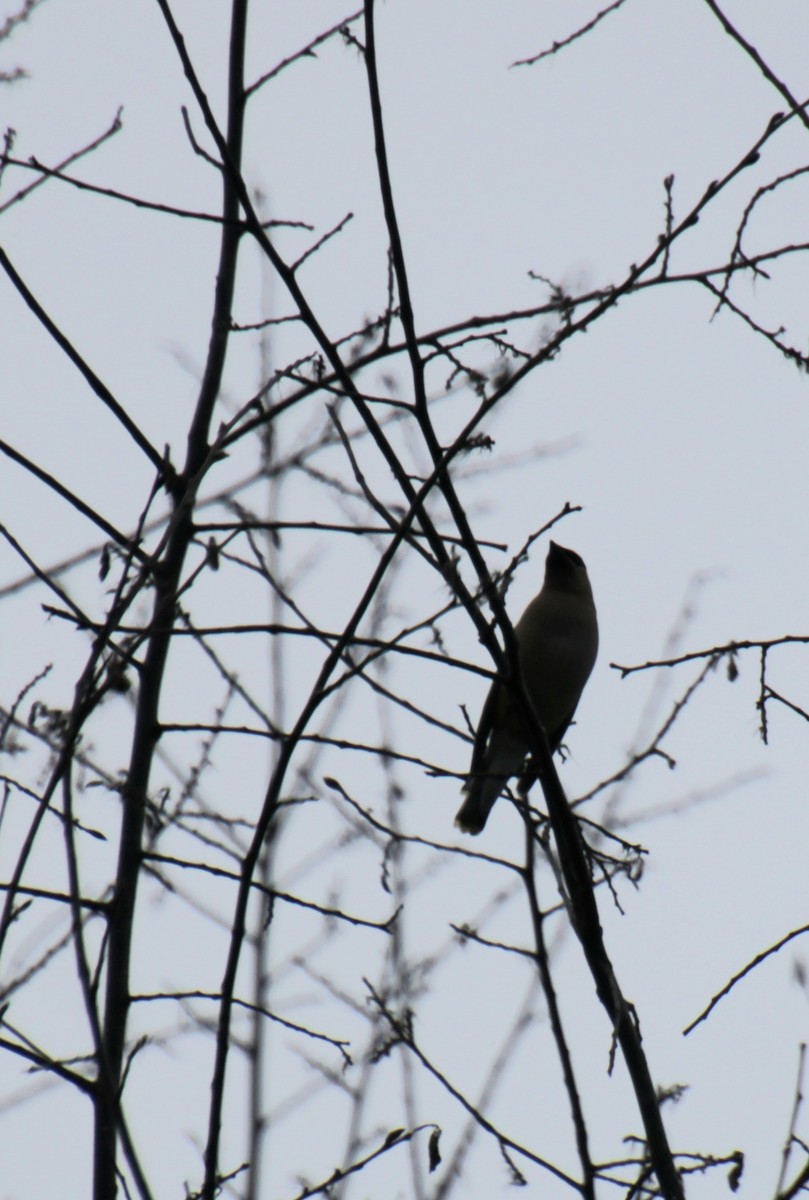 Cedar Waxwing - Samuel Harris