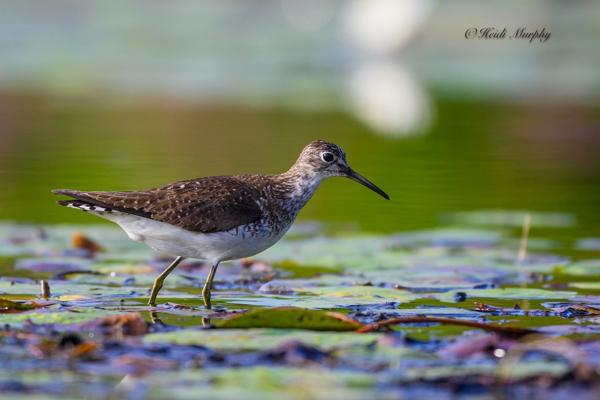 Andarríos Solitario - ML622148891