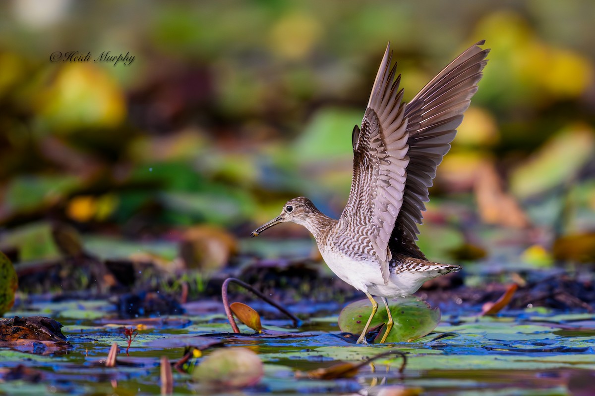 Solitary Sandpiper - Heidi Murphy