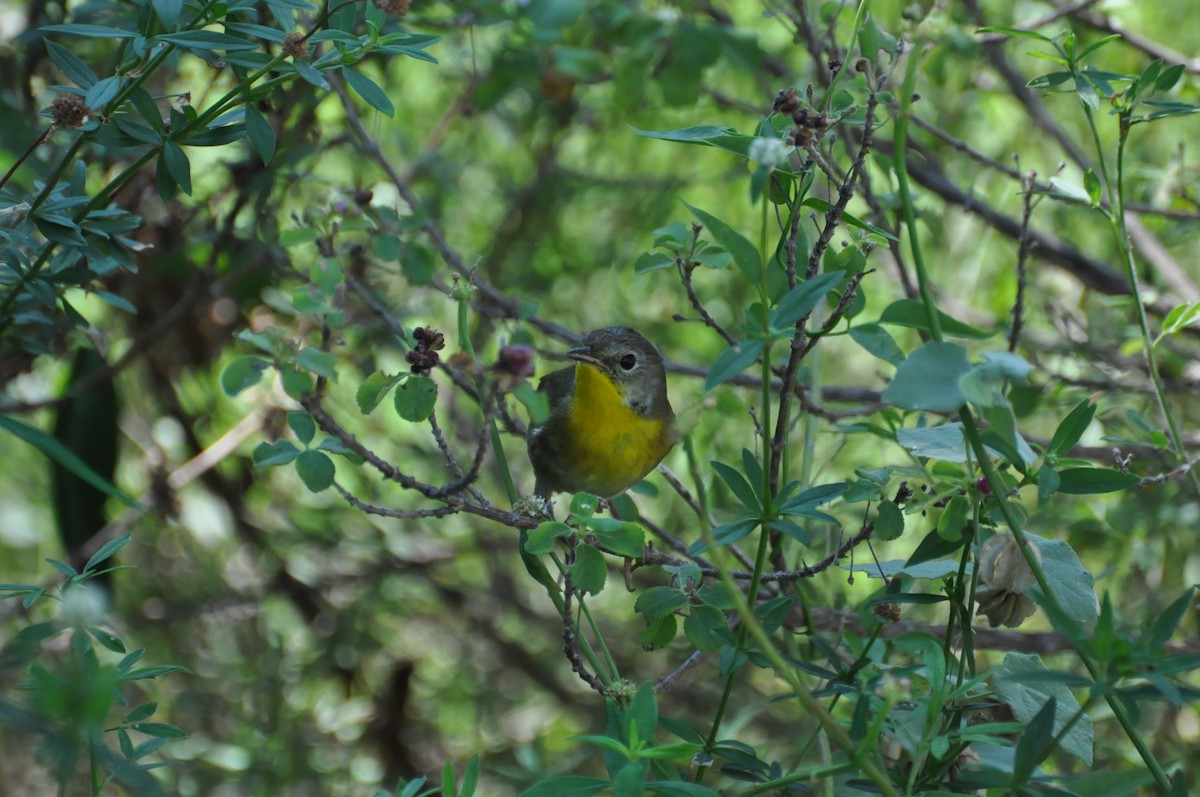 Common Yellowthroat - ML622148906