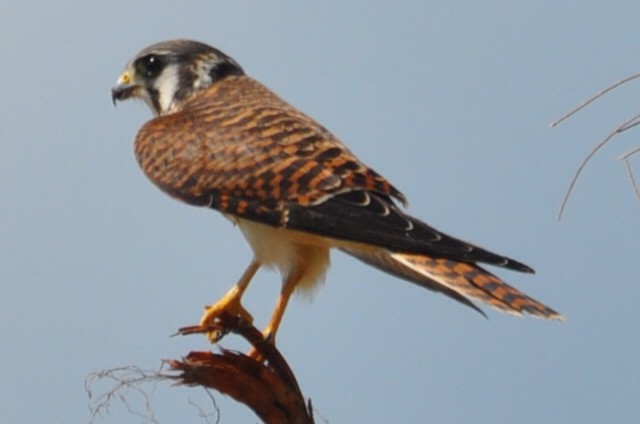 American Kestrel (Northern) - ML622148915