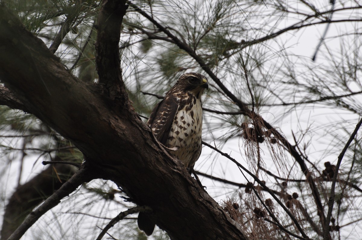 Broad-winged Hawk - ML622148936