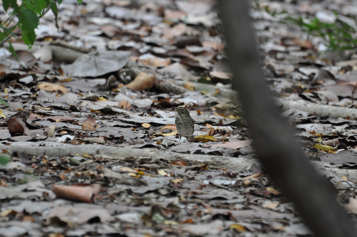 Swainson's Thrush - ML622148942