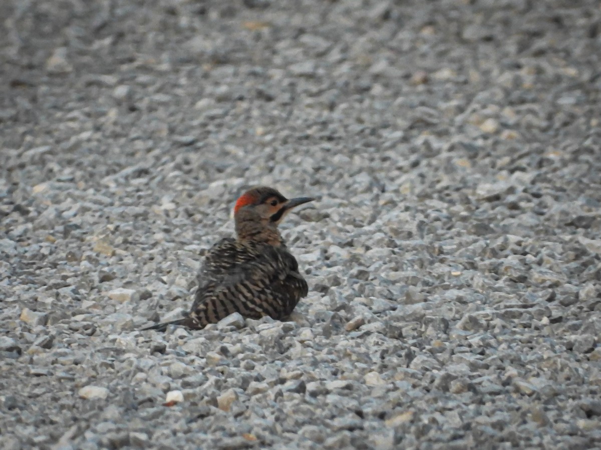 Northern Flicker (Yellow-shafted) - ML622148946