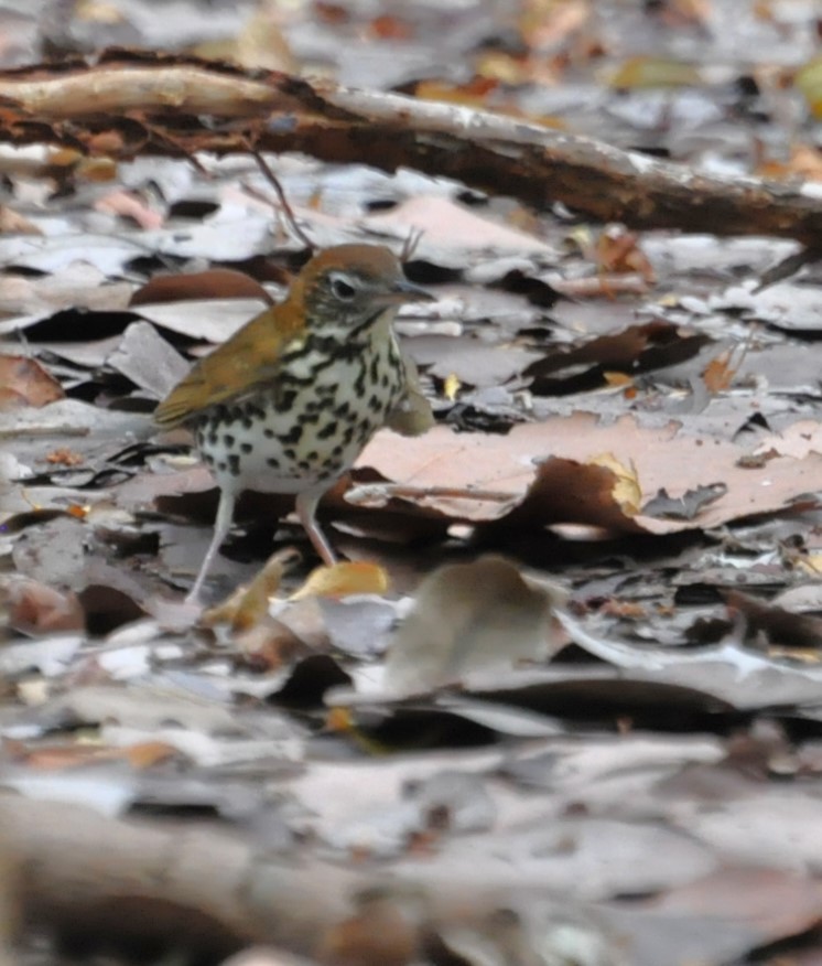 Wood Thrush - ML622148954