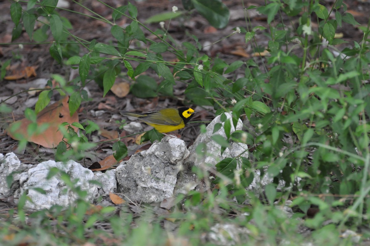 Hooded Warbler - ML622148957