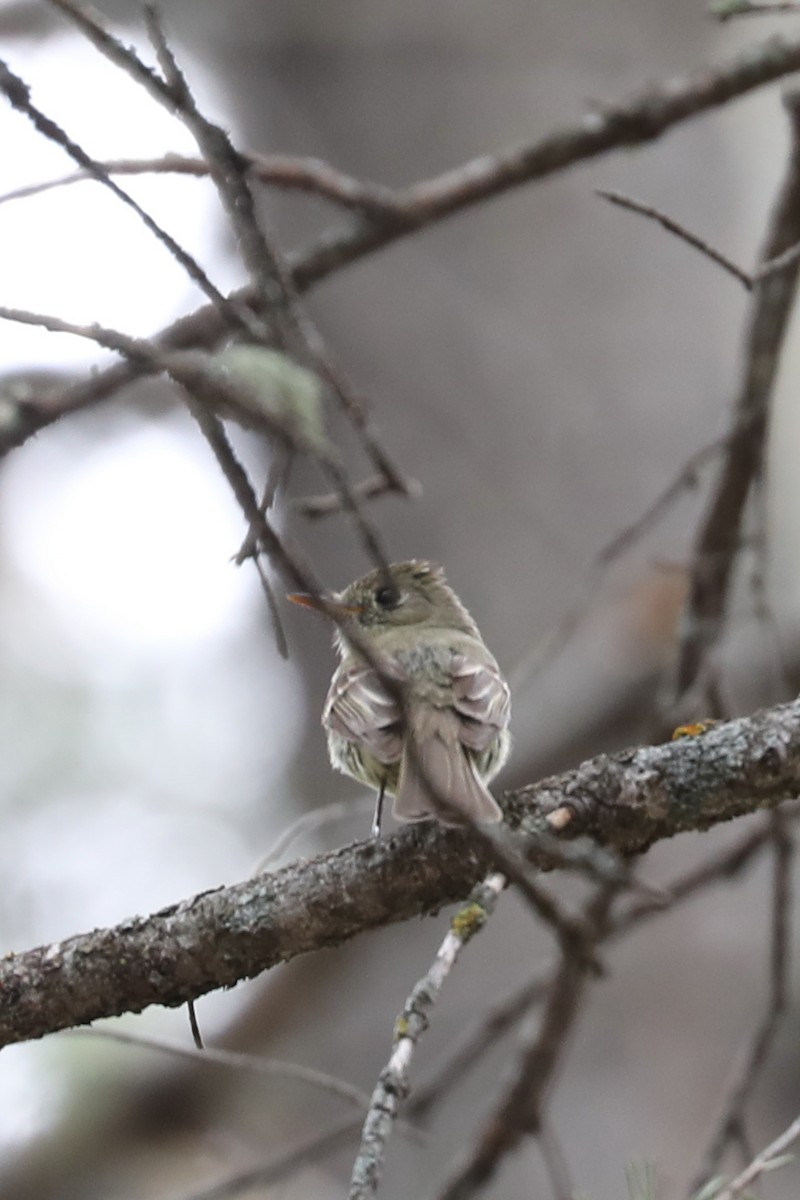 Western Flycatcher - ML622148980