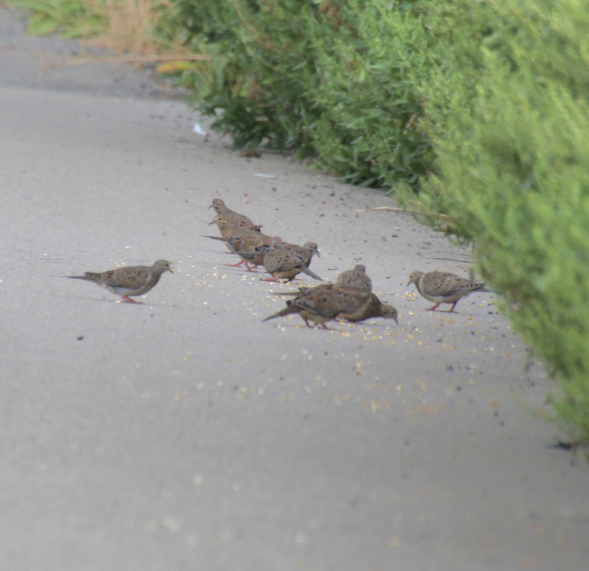 Mourning Dove - ML622148994