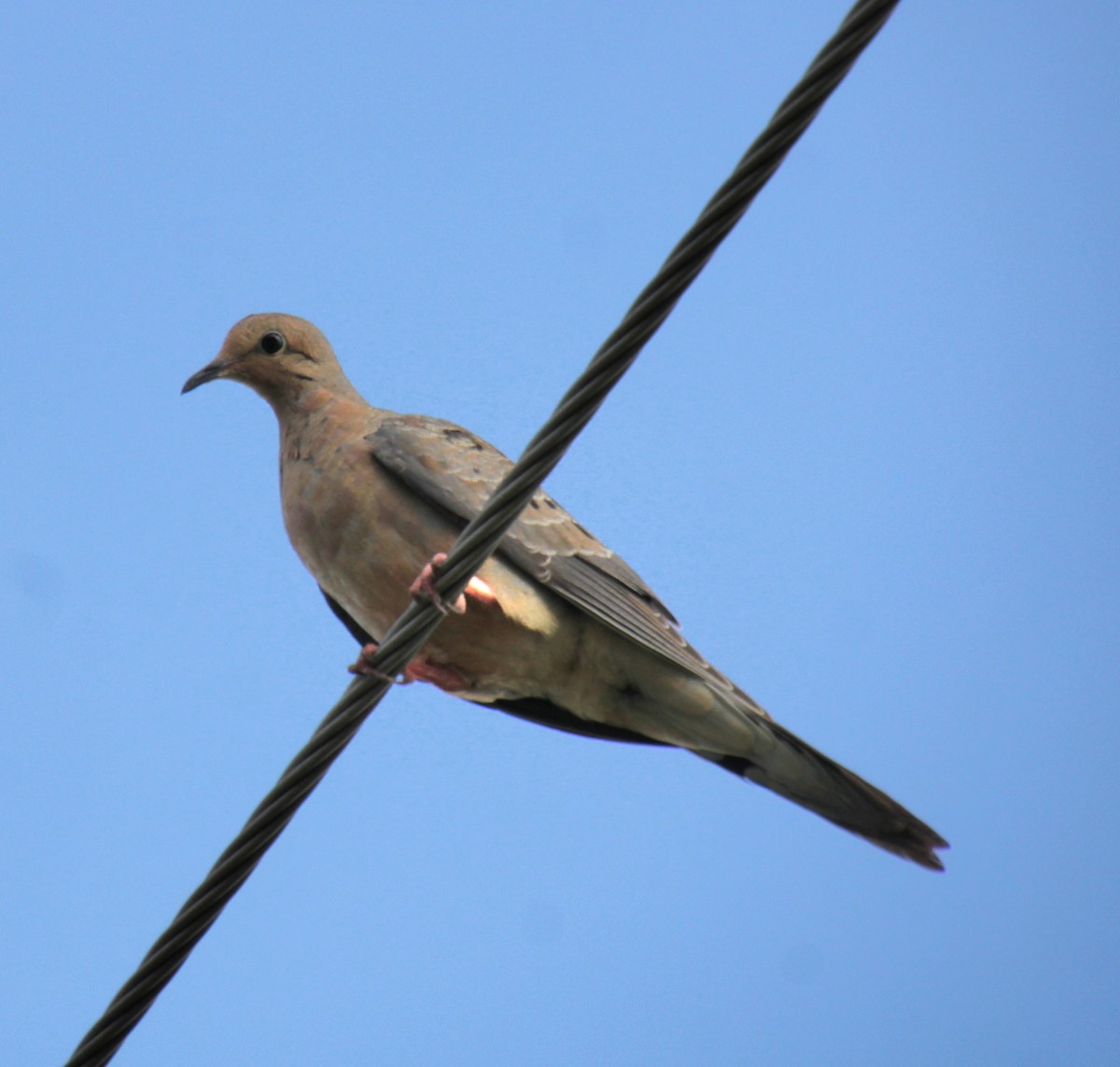 Mourning Dove - ML622148995