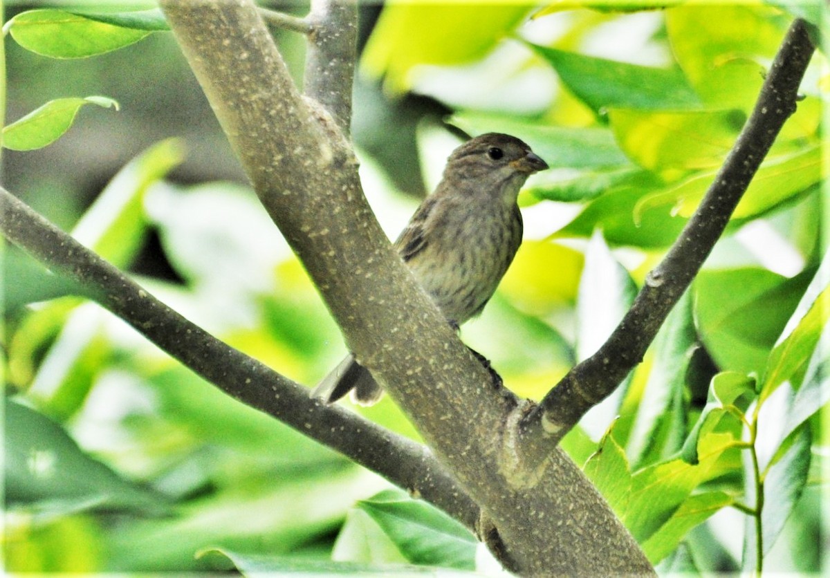 Indigo Bunting - Amy Grimm