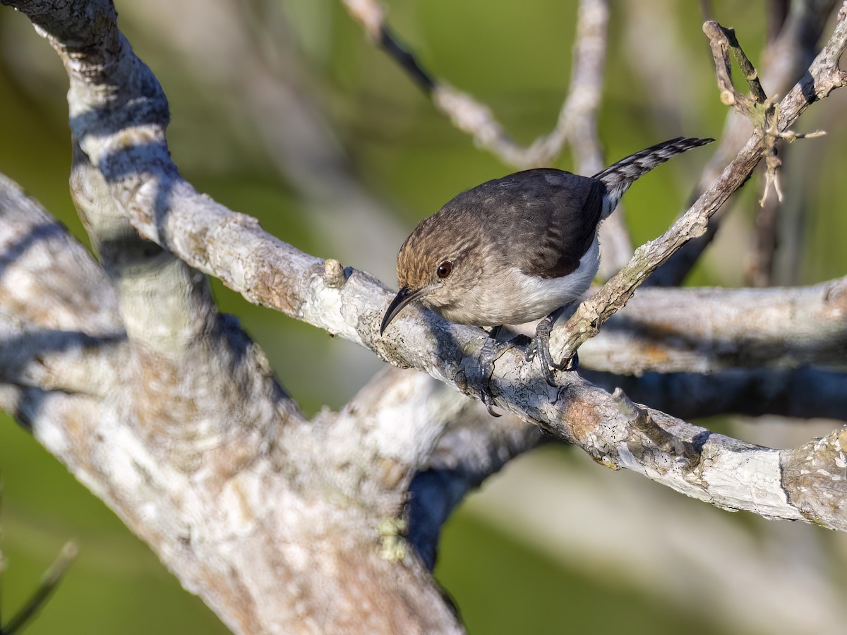 Tooth-billed Wren - ML622149071